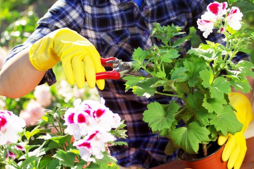 The image shows a person in a checkered shirt and bright yellow gardening gloves, using red-handled pruning shears to trim a lush green flowering plant with white and pink blossoms in a terracotta pot. The garden setting features a small flower bed with various plants, bordered by a low brick or stone edging, and appears well-maintained under natural daylight, with additional greenery and trees visible in the background, suggestive of a typical landscaped outdoor space in Greenwich. The scene highlights outdoor gardening activities relevant to professional gardening services such as those offered by Landscapers Greenwich, with a focus on flower bed creation and plant care in a suburban garden environment.