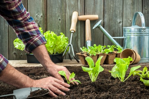 The image depicts a person planting young lettuce or similar leafy greens into rich, dark soil in a garden space enclosed by a weathered wooden fence. In the foreground, the person's hands are carefully placing a seedling into the soil, with a small gardening trowel resting nearby. In the background, a black plastic container filled with vibrant green lettuce heads sits on a wooden surface. Several gardening tools, including a metal watering can, a wooden-handled hand rake, and a pair of small garden clippers, are arranged against the fence, indicating an active gardening session. The outdoor environment suggests a well-maintained vegetable garden, possibly part of a backyard or community plot in Greenwich or nearby areas, with natural lighting from a partly cloudy sky, highlighting the lush green foliage and textured soil. This scene reflects typical gardening activity involving planting and nurturing edible plants, supported by professional landscaping and gardening services offered by companies like Landscapers Greenwich.