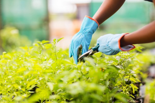 The image shows a gardener's hands wearing blue gardening gloves, tending to a lush green shrub or hedge inside a greenhouse or garden centre. The hedge is dense with healthy, bright green foliage, suggesting regular pruning and maintainance. The gardener appears to be using small pruning shears to carefully trim or shape the plant, ensuring it remains tidy and well-kept. In the background, there are blurred plants and gardening supplies, indicating an organized outdoor or greenhouse environment typical of professional gardening services in Greenwich. The lighting is natural, likely sunlight, illuminating the vibrant green leaves and highlighting the healthy condition of the plant. This scene exemplifies detailed plant care that dedicated garden specialists or landscapers, like Landscapers Greenwich, undertake as part of their gardening and planting services to create and maintain attractive outdoor spaces in the local area.
