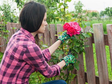 A woman with dark hair wearing a pink and black checkered shirt and gardening gloves is tending to a vibrant pink rose bush in a well-maintained front garden. She is reaching out to prune or inspect the flowers, which are blooming amidst lush green foliage. The garden features a wooden fence with vertical slats in the background, separating the space from neighboring gardens or properties. Behind the fence, there are green trees and shrubs, indicating a verdant, landscaped outdoor environment. The lawn area in the foreground appears healthy with dense grass, contributing to the tidy appearance of the garden. Natural daylight suggests a pleasant weather condition, enhancing the vibrant colours of the flowers and greenery, and supporting outdoor gardening activities. This scene exemplifies professional gardening expertise by showcasing well-kept plants, structured garden layout, and attention to plant health, consistent with services offered by landscapers Greenwich specializing in outdoor maintenance and flower bed creation in the Greenwich area.