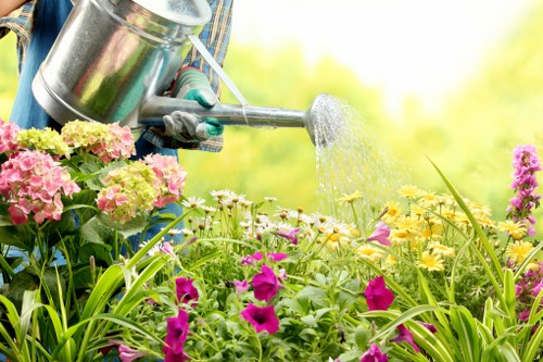 A gardener watering a lush garden bed filled with pink hydrangeas, purple petunias, and yellow flowering plants using a silver watering can. The garden features a variety of green foliage and flowering plants, with a backdrop of bright, natural sunlight indicating a clear day. The scene is part of an outdoor landscaped area, possibly in Greenwich, showcasing well-maintained flower beds bordered by soil and natural greenery, highlighting typical garden upkeep and landscaping activities supported by local gardening services. The focus is on the vibrant, healthy plants and the watering process, emphasizing the care and attention involved in outdoor garden maintenance.