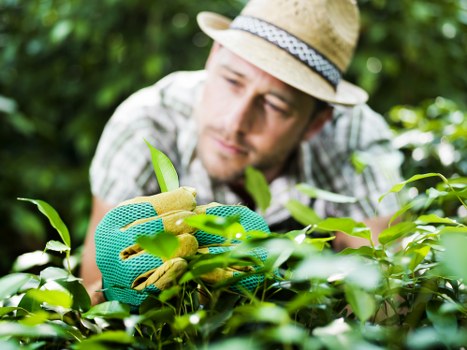 A gardener wearing a straw hat and blue gardening gloves is carefully pruning or inspecting dense, green shrubbery in a landscaped outdoor garden. The garden features thriving hedge plants with vibrant green leaves, neatly maintained flower beds bordering a lawn area, and a paved pathway visible in the background. The scene is illuminated by natural daylight, suggesting a clear weather day, with the focus on detailed plant maintenance. The lush greenery indicates attentive gardening work typical of professional landscapers in Greenwich, supporting sustainable outdoor garden care practices.