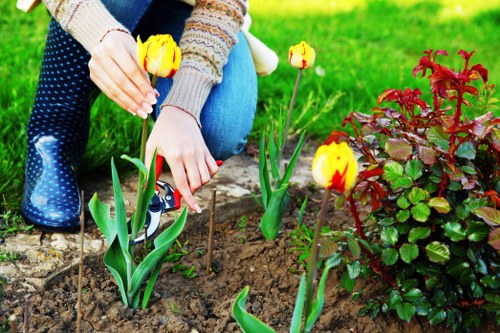 In a well-maintained outdoor garden area, a person wearing a patterned sweater and blue jeans is planting yellow tulips with red accents into rich, dark soil. The garden features a vibrant green lawn in the background, bordered by a small flower bed containing red and green foliage plants. The tulips have tall, slender green stems and broad leaves, with several flowers in bloom showing yellow petals with red streaks. The scene is illuminated by natural daylight, indicating clear weather, and the garden space appears organized and cared for, reflecting professional gardening and landscaping services offered by Landscapers Greenwich in the Greenwich area, likely within or near the postcode district GU