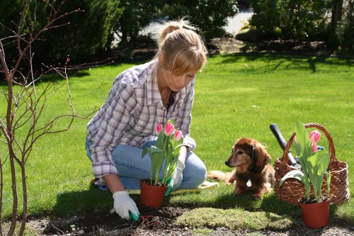 A woman with light-colored hair tied back, wearing a plaid shirt and light blue jeans, is gardening in a well-maintained outdoor space on a sunny day. She is kneeling on the grass, wearing gardening gloves, and tending to a small flower bed with dark soil. Next to her, there are potted tulips with pink and white blossoms, placed on the grass, and a wicker basket filled with gardening tools. In the background, a lush green lawn extends towards a border of tall, mature trees and dense bushes, providing natural privacy and shade. The garden features a neatly edged lawn with vibrant, evenly cut grass, and the overall scene captures a tidy, landscaped yard suitable for outdoor leisure and gardening activities, typical of Greenwich outdoor spaces as part of local gardening services by Landscapers Greenwich. The weather appears bright and clear, with natural sunlight illuminating the scene and casting soft shadows, indicating favorable conditions for garden maintenance and planting.