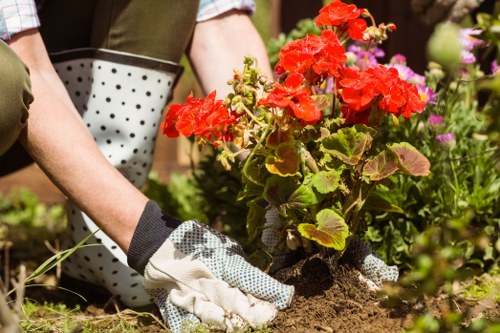 A close-up view of a gardener's hands wearing gardening gloves as they plant a flowering geranium with bright red blooms into dark, moist soil in a well-maintained outdoor garden. The garden includes a lawn area with dense green grass, bordered by a variety of shrubs and flowering plants with pink and purple blossoms. In the background, there are garden tools and a person’s arm visible, suggesting active gardening work in a landscaped yard typical of properties in Greenwich, London. The scene is well-lit, indicating daytime with natural sunlight, and the environment appears tidy and cared for, reflecting professional gardening and landscaping practices in the local area.