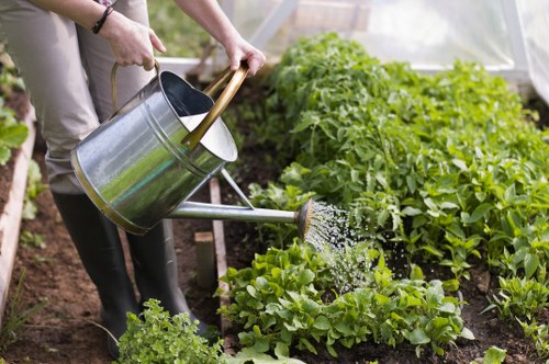 A person watering a vegetable garden with a metal watering can, standing among rows of lush green leafy plants that are well-established, in an outdoor garden setting. The garden features a mix of healthy, dense foliage, with some plants bordered by soil and others growing directly in the ground. The scene appears to be in a backyard or allotment, with natural light illuminating the scene, suggesting a bright, possibly sunny day. The individual’s hands and part of their arms are visible, with the focus on the watering activity, supporting outdoor garden maintenance typical of gardening services in Greenwich or nearby areas. The garden layout is organized with clearly defined rows, and the soil looks moist and fertile, ideal for healthy plant growth. Such gardening activities demonstrate regular care and cultivation happening in a well-maintained outdoor space, aligning with professional lawn care and garden management services.